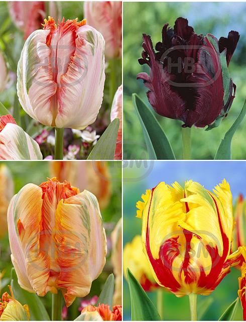S15 Tulipa Parrot B (4x100)