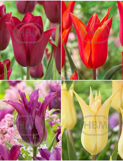 S15 Tulipa Lily-Flowering B (4x100)