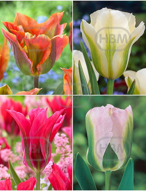 S15 Tulipa Viridiflora A (4x100)