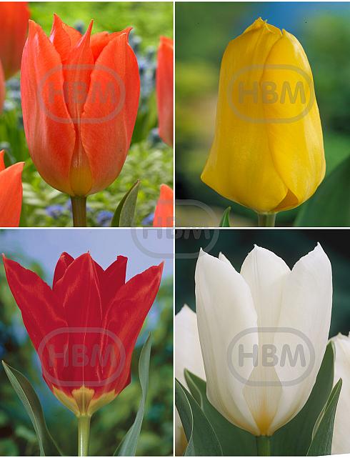 S15 Tulipa Fosteriana A (4x100)