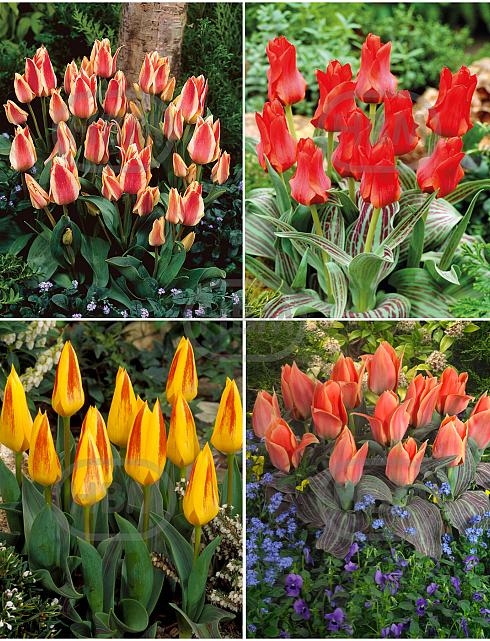 S15 Tulipa Rockery A (4x100)