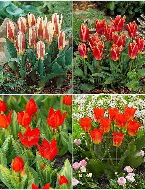 S15 Tulipa Rockery B (4x100)