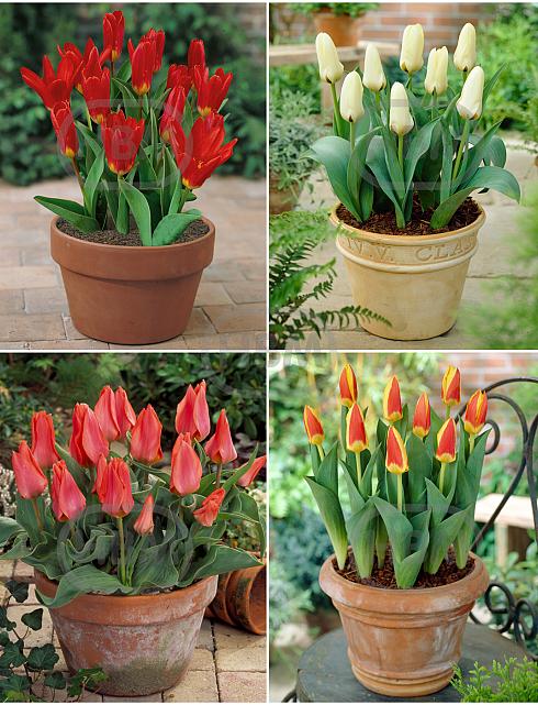 S15 Tulipa Patio (4x100)