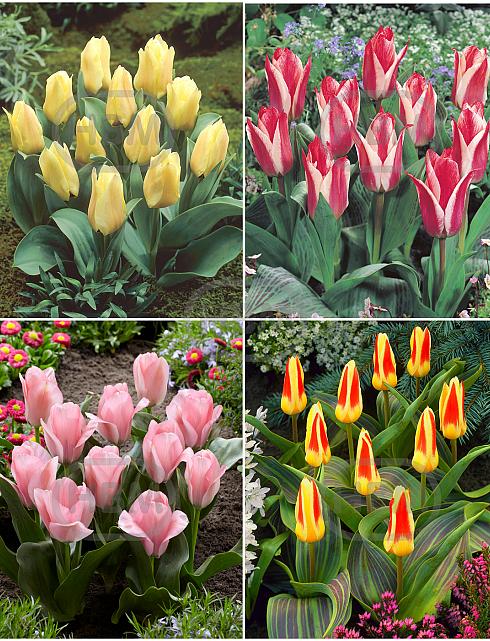 S15 Tulipa Rockery C (4x75)