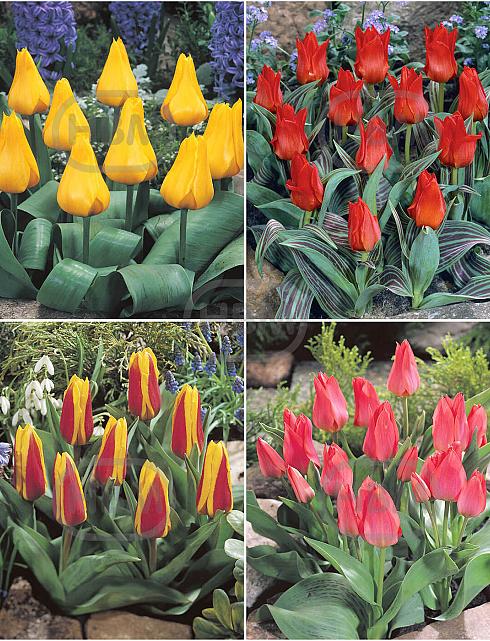 S15 Tulipa Rockery D (4x75)