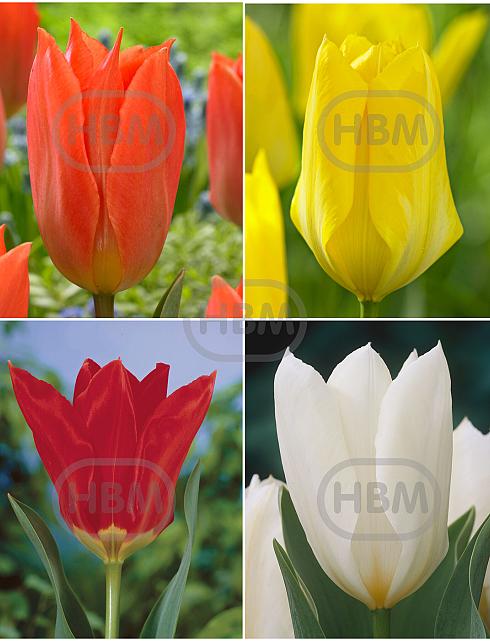 S15 Tulipa Fosteriana B (4x75)