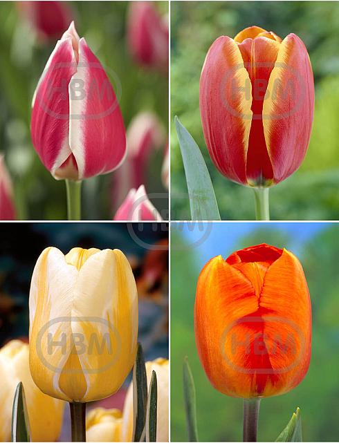 S15 Tulipa Darwin B (4x75)