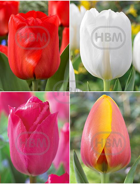 S15 Tulipa Darwin D (4x75)
