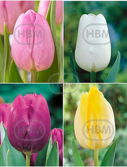 S15 Tulipa Single Early B (4x75)