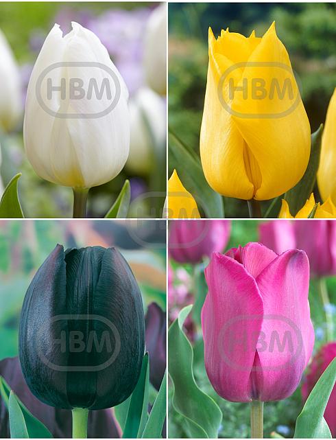 S15 Tulipa Triumph G (4x75)