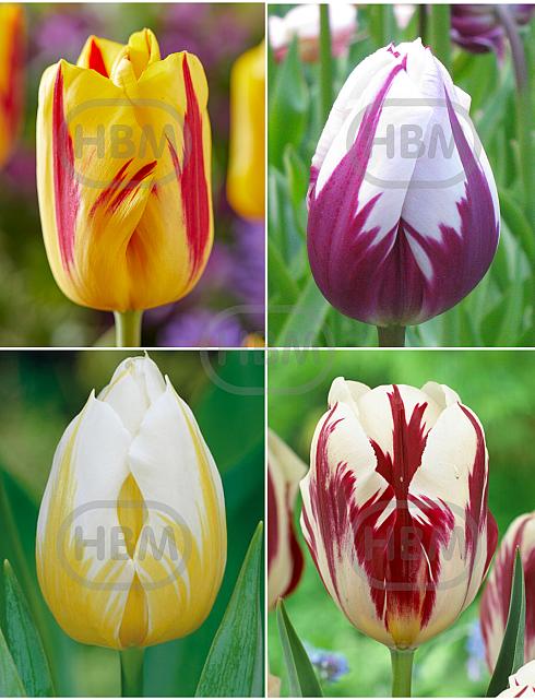 S15 Tulipa Triumph K (4x75)