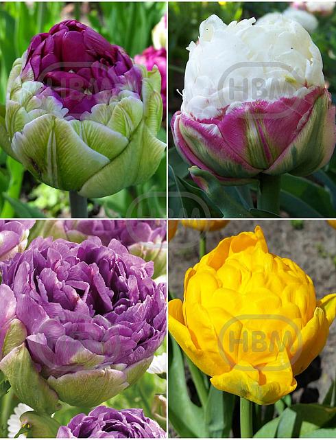 S15 Tulipa Paeonia A (4x50)