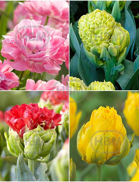 S15 Tulipa Paeonia B (4x50)