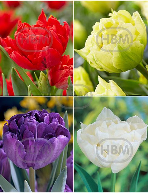 S15 Tulipa Double C (4x75)