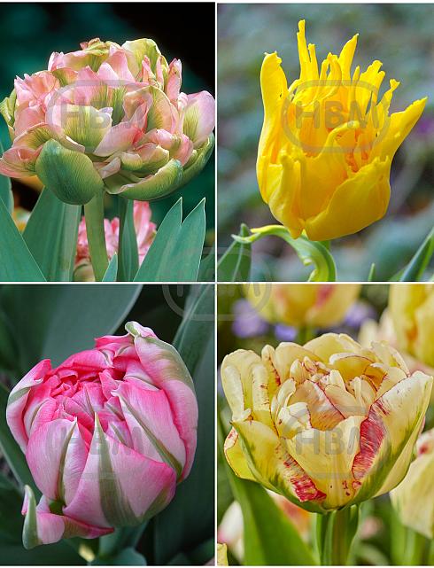 S15 Tulipa Double G (4x75)