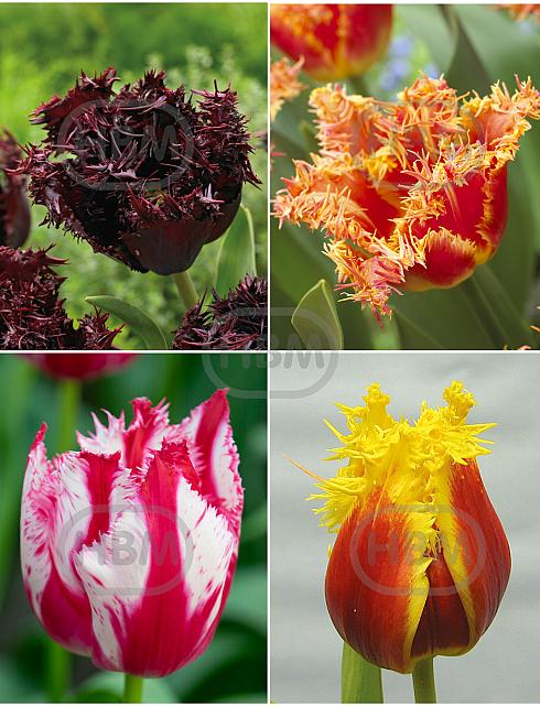 S15 Tulipa Fringed B (4x75)