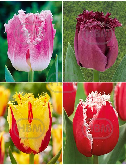 S15 Tulipa Fringed D (4x75)