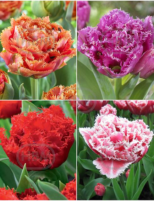 S15 Tulipa Fringed Double A (4x75)