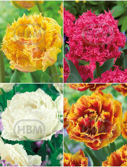 S15 Tulipa Fringed Double C (4x75)