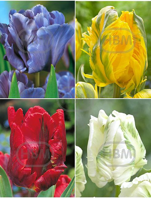 S15 Tulipa Parrot C (4x75)