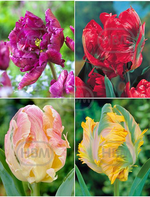 S15 Tulipa Parrot D (4x75)