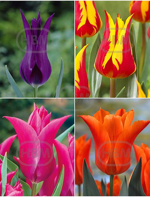 S15 Tulipa Lily-Flowering C (4x75)