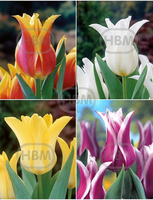 S15 Tulipa Lily-Flower D (4x75)