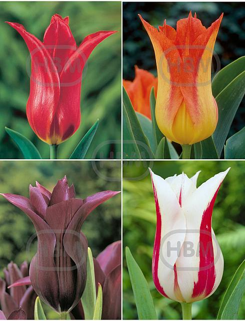 S15 Tulipa Lily-Flowering E (4x75)