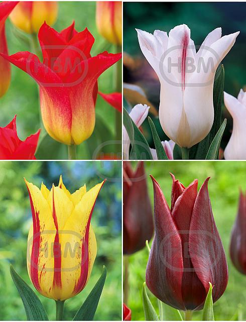 S15 Tulipa Lily-Flowering F (4x75)