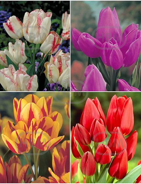S15 Tulipa Bunch-Flowering A (4x75)