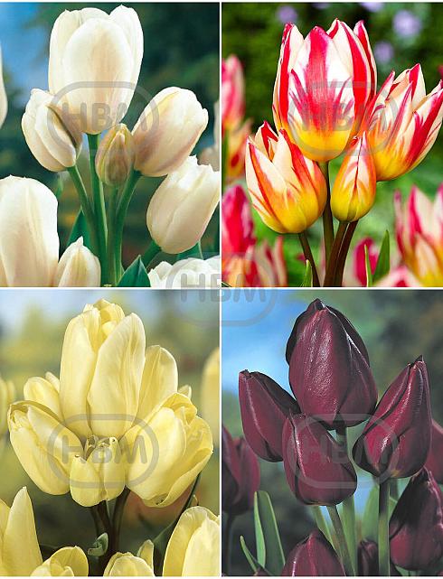 S15 Tulipa Bunch-Flowering B (4x75)
