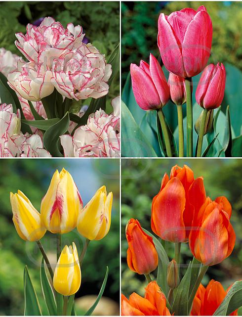 S15 Tulipa Bunch-Flowering C (4x75)