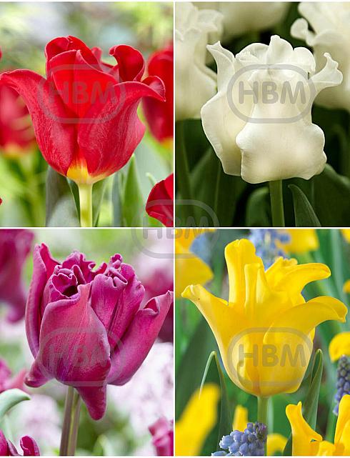 S15 Tulipa Crown (4x75)