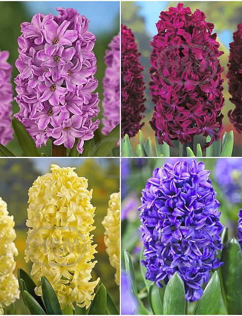 S24 Hyacinthus C (4x50)