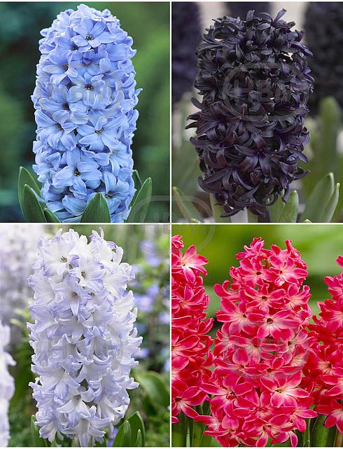 S24 Hyacinthus F (4x50)