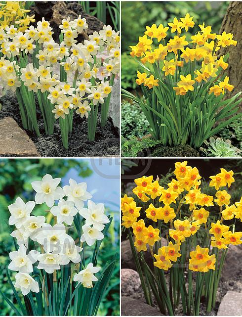 S24 Narcissus Miniature A (4x200)