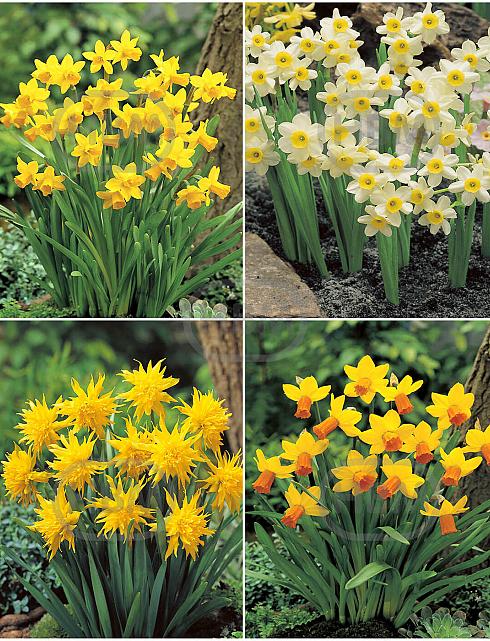 S15 Narcissus Miniature B (4x100)