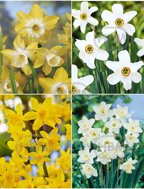 S15 Narcissus Miniature D (4x100)