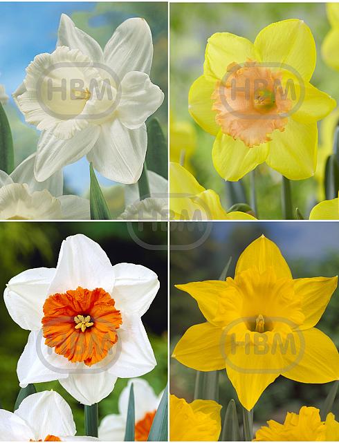 S24 Narcissus Single B (4x50)
