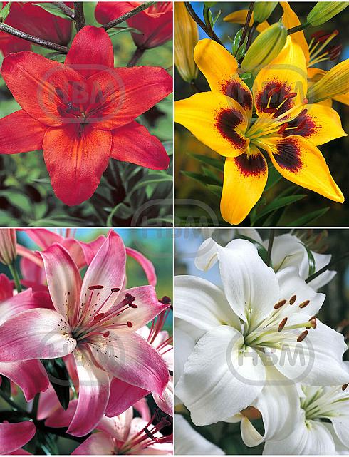 S32 Lilium Asiatic (4x30)