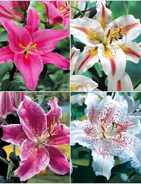 S32 Lilium Oriental (4x30)