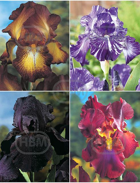 S32 Iris Germanica A (4x15)