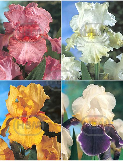 S32 Iris Germanica B (4x15)