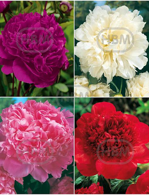 S32 Paeonia (4x12)