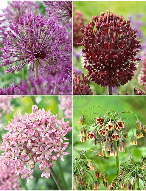 S15 Allium B (3x50/1x100)