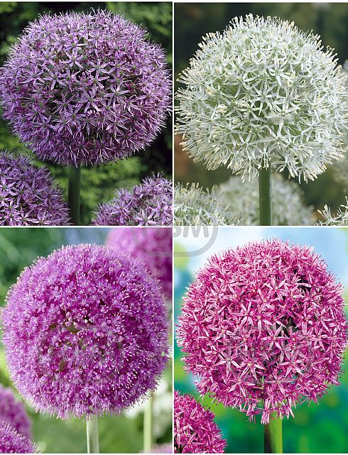S24 Allium C (4x15)