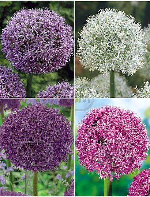 S24 Allium C (4x15)