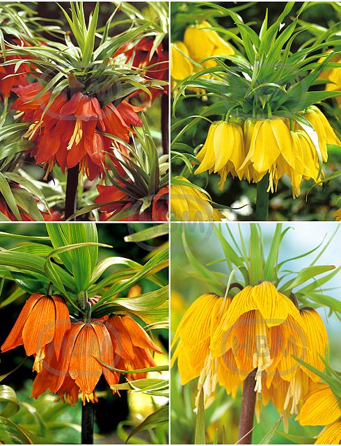 S24 Fritillaria A (4x10)