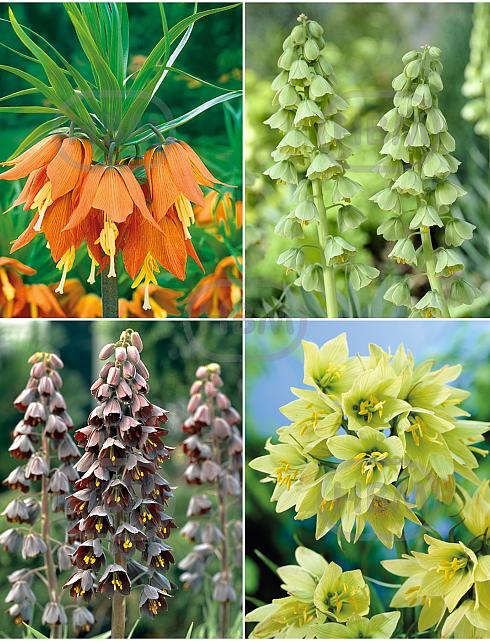 S24 Fritillaria B (4x10)