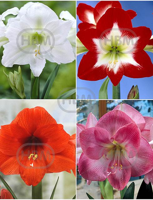 S32 Amaryllis (Hippeastrum) A (4x8)